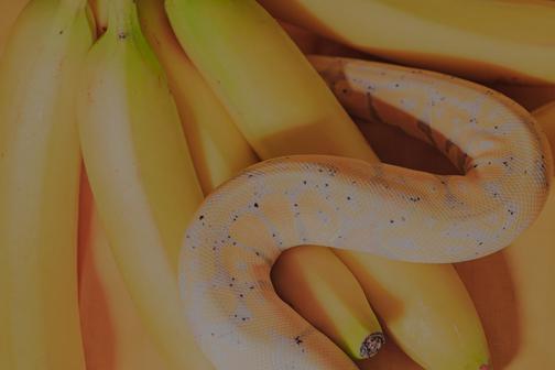 Как изучить язык программирования Python