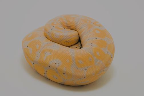 8 книг по Python для начинающих + бонус