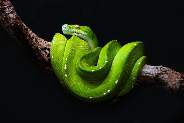 Python: подробный гайд о популярном языке